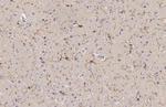 TMEM119 Antibody in Immunohistochemistry (Paraffin) (IHC (P))