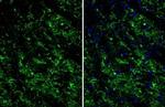 TMEM119 Antibody in Immunohistochemistry (Paraffin) (IHC (P))