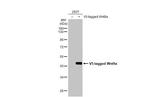 WNT9A Antibody in Western Blot (WB)