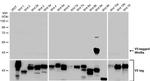 WNT9A Antibody in Western Blot (WB)