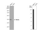 WNT9A Antibody in Western Blot (WB)