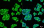 CXCR4 Antibody in Immunocytochemistry (ICC/IF)