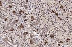 CXCR4 Antibody in Immunohistochemistry (Paraffin) (IHC (P))