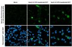 Human Parechovirus Type 1/3 VP0 Antibody in Immunocytochemistry (ICC/IF)