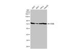 FUS Antibody in Western Blot (WB)