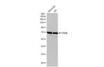 FUS Antibody in Western Blot (WB)