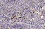 HBE1 Antibody in Immunohistochemistry (Paraffin) (IHC (P))