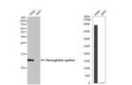 HBE1 Antibody in Western Blot (WB)