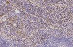 HBE1 Antibody in Immunohistochemistry (Paraffin) (IHC (P))