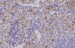 HBE1 Antibody in Immunohistochemistry (Paraffin) (IHC (P))