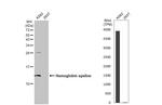 HBE1 Antibody in Western Blot (WB)