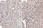 Cathepsin S Antibody in Immunohistochemistry (Paraffin) (IHC (P))