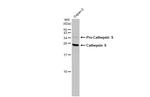 Cathepsin S Antibody in Western Blot (WB)