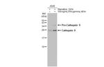 Cathepsin S Antibody in Western Blot (WB)