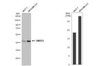 SMYD3 Antibody in Western Blot (WB)