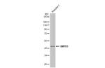 SMYD3 Antibody in Western Blot (WB)