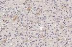 IFIT3 Antibody in Immunohistochemistry (Paraffin) (IHC (P))