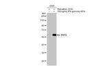 IFIT3 Antibody in Western Blot (WB)