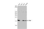 PIN1 Antibody in Western Blot (WB)