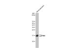 PIN1 Antibody in Western Blot (WB)