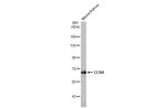 CCR4 Antibody in Western Blot (WB)