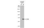 CCR4 Antibody in Western Blot (WB)