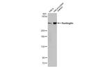 Huntingtin Antibody in Western Blot (WB)