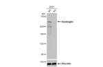 Huntingtin Antibody in Western Blot (WB)