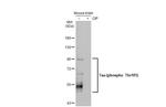 Phospho-Tau (Thr181) Antibody in Western Blot (WB)