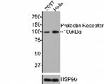 Prolactin Receptor Antibody in Western Blot (WB)