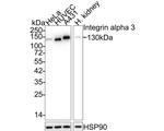 CD49c (Integrin alpha 3) Antibody in Western Blot (WB)