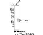 IL-1 beta Antibody in Western Blot (WB)