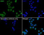 MAPKAP1 Antibody in Immunocytochemistry (ICC/IF)