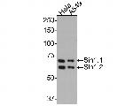 MAPKAP1 Antibody in Western Blot (WB)