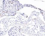 p21 Antibody in Immunohistochemistry (Paraffin) (IHC (P))