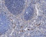 CD42a Antibody in Immunohistochemistry (Paraffin) (IHC (P))