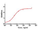 GM-CSF Antibody in ELISA (ELISA)