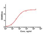 GM-CSF Antibody in ELISA (ELISA)