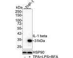 IL-1 beta Antibody in Western Blot (WB)