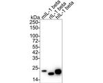 IL-1 beta Antibody in Western Blot (WB)