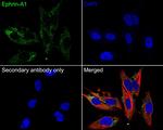 Ephrin A1 Antibody in Immunocytochemistry (ICC/IF)