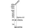 Ephrin A1 Antibody in Western Blot (WB)