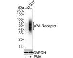 uPAR Antibody in Western Blot (WB)