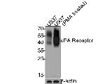 uPAR Antibody in Western Blot (WB)