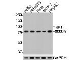 TBK1 Antibody in Western Blot (WB)