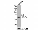 IL-7 Antibody in Western Blot (WB)