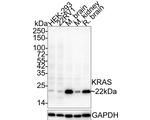 K-Ras Antibody in Western Blot (WB)