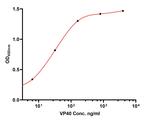 Ebola Virus VP40 Antibody in ELISA (ELISA)