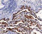 NAPSA Antibody in Immunohistochemistry (Paraffin) (IHC (P))