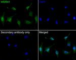 WDR41 Antibody in Immunocytochemistry (ICC/IF)